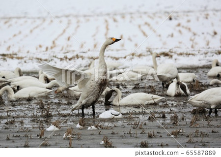 Scenery of Hokkaido "Swan in the rice field" Scenery of Hokkaido "Swan in the rice field" 65587889
