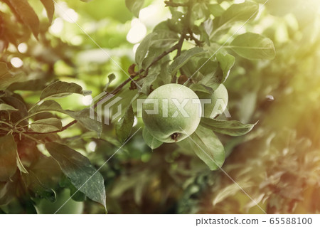 Fresh ripe green apples on tree in summer garden Fresh ripe green apples on tree in summer garden 65588100