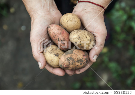 Assorted White and red dirty fruit potatoes in female hands, close-up. view from above. Copy space 65588133