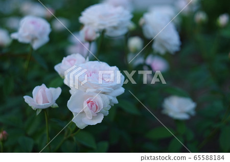 Roses Roses 65588184