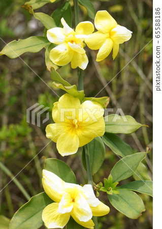 Great Yellow Flower Great Yellow Flower 65588186