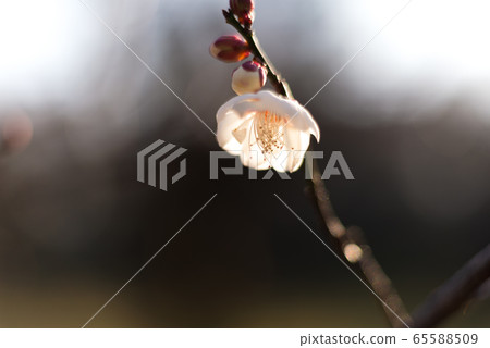 Flowers, plants, plums, winter, early spring 65588509