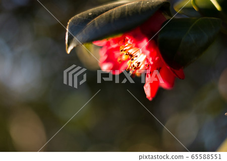 Flowers, plants, camellia, sasanqua, winter Flowers, plants, camellia, sasanqua, winter 65588551