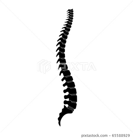 Human spine anatomy vector illustration 65588929