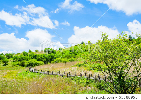 Scenery of Shinshu Yashimagahara Wetland (Yashima Wetland): June 65588953
