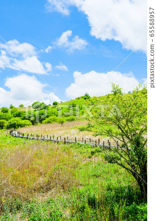 信州/八shima長原濕地(八shima濕地):6月) 信州/八shima長原濕地(八shima濕地):6月) 65588957