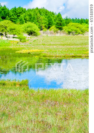 Scenery of Shinshu Yashimagahara Wetland (Yashima Wetland): June 65588959