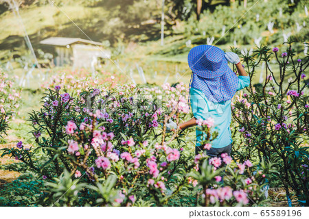 Female farmer workers are working in the apricot tree garden, Beautiful pink apricot flowers Female farmer workers are working in the apricot tree garden, Beautiful pink apricot flowers 65589196