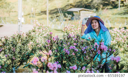 Female farmer workers are working in the apricot tree garden, Beautiful pink apricot flowers Female farmer workers are working in the apricot tree garden, Beautiful pink apricot flowers 65589197