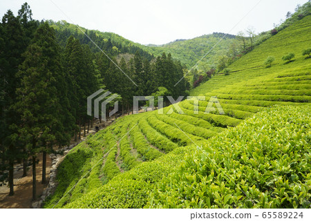 Green tea field Green tea field 65589224