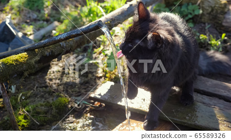 Black fluffy cat plays with the water flowing from the source. Water sparkles in the sun 65589326