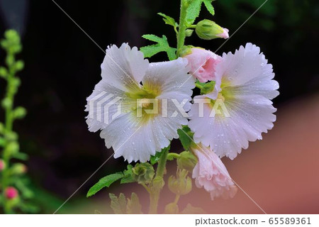 Hollyhock, Malvaceae (Allvea) 65589361