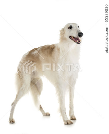 borzoi in studio 65589830