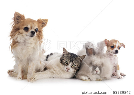 rabit, cat and chihuahua rabit, cat and chihuahua 65589842