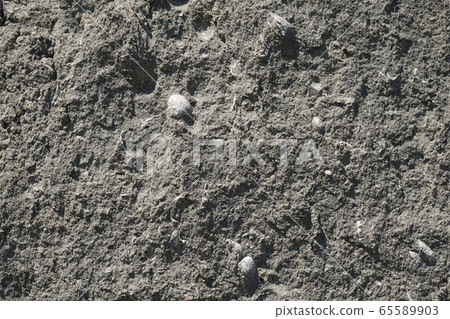 山梨縣美濃町櫻原島的化石貝殼化石 65589903