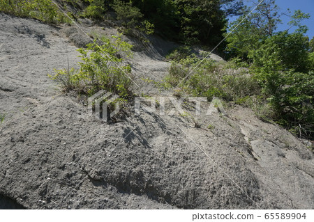 山梨縣美濃町櫻原島的化石貝殼化石 65589904