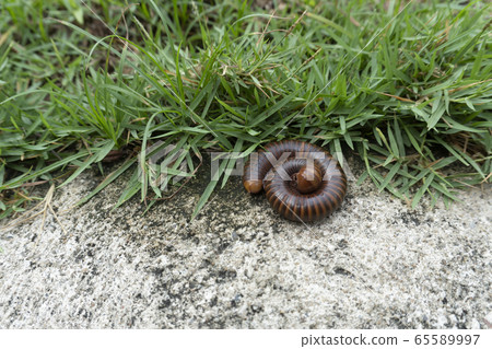 Millipedes on the natural ground Millipedes on the natural ground 65589997