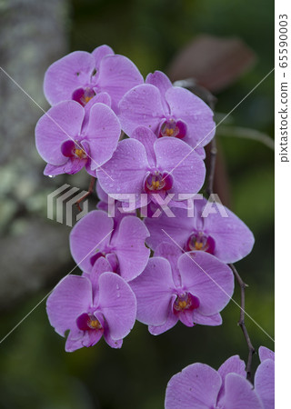Orchids on a natural background Orchids on a natural background 65590003