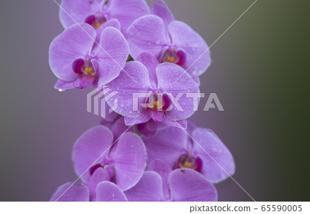 Orchids on a natural background Orchids on a natural background 65590005