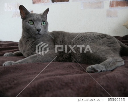 Russian Blue  65590235
