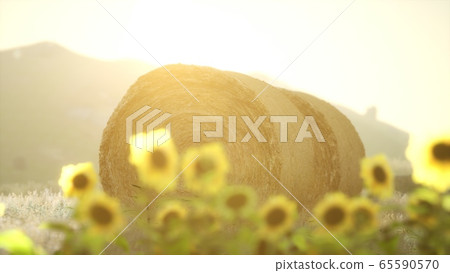 hay bales in the sunset 65590570