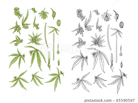 Hemp, cannabis plant in botanical style 65590597