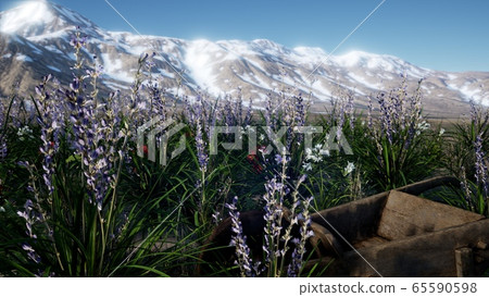 Lavender field with blue sky and mountain cover 65590598
