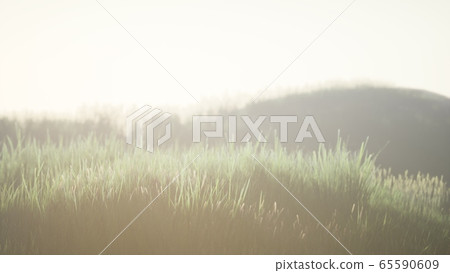 Green field with tall grass in the early morning Green field with tall grass in the early morning 65590609