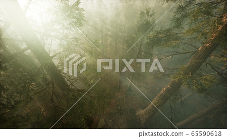 Drone breaking through the fog to show redwood and 65590618