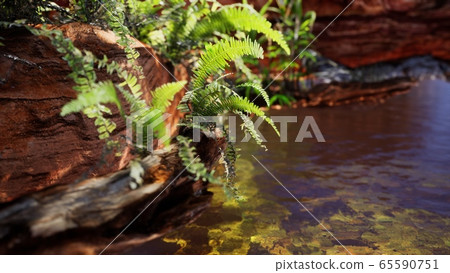 tropical golden pond with rocks and green plants tropical golden pond with rocks and green plants 65590751