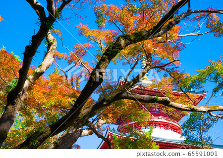 Autumn leaves and the Great Tower of Peace at Naritasan Park Autumn (Narita City, Chiba Prefecture) November 2019 Autumn leaves and the Great Tower of Peace at Naritasan Park Autumn (Narita City, Chiba Prefecture) November 2019 65591001