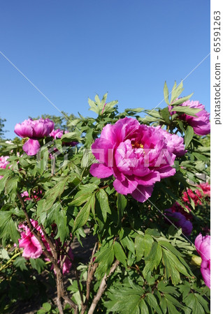 Peony button 65591263