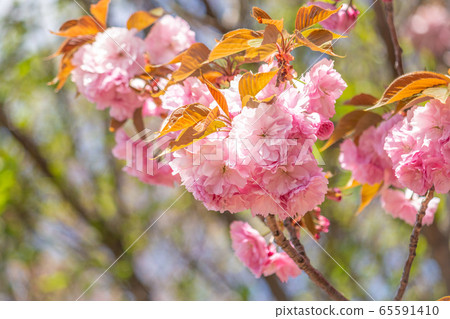 一種櫻桃樹,關山,關山(關山學名:Prunus lannesiana Wils。Cv 一種櫻桃樹,關山,關山(關山學名:Prunus lannesiana Wils。Cv 65591410