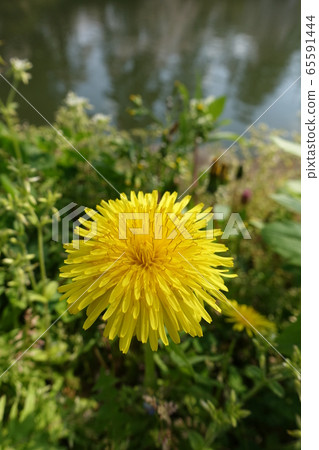  蒲公英 65591444