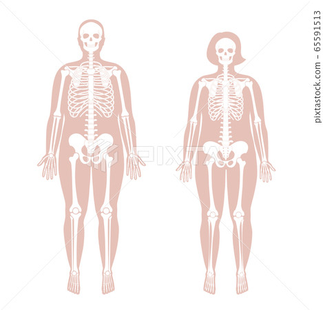 Woman and man skeleton anatomy 65591513