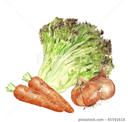 蔬菜集陽光生菜胡蘿蔔洋蔥[水彩] 65591618