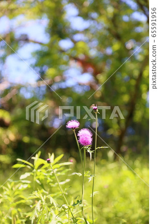 No Scenic Flower 65591956