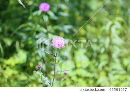 No Scenic Flower 65591957