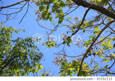 Rose flower 65592115