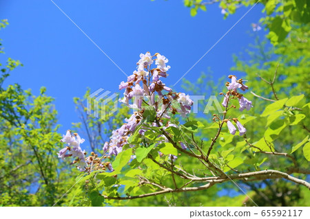 Rose flower 65592117