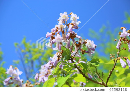 Rose flower Rose flower 65592118