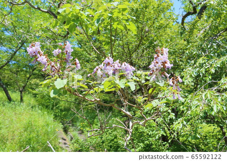 Rose flower Rose flower 65592122