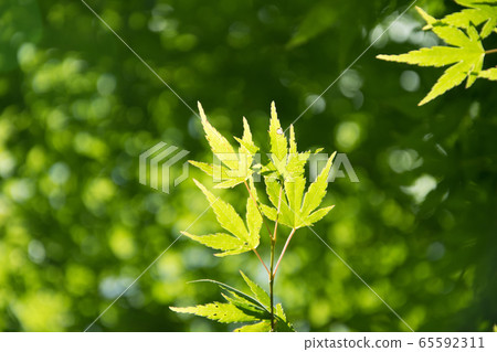 Summer Maple Leaves. Green leaves against a bright 65592311