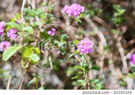Lantana flowers 65593164
