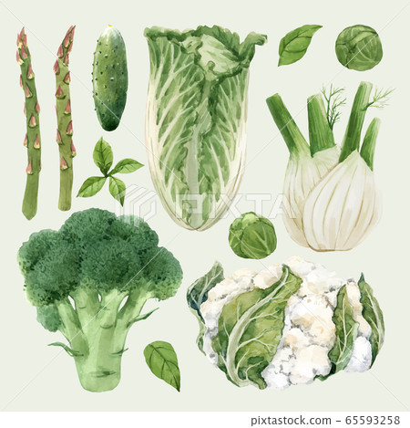 Beautiful vector set with watercolor hand drawn green vegetable paintings. Stock illustration. 65593258