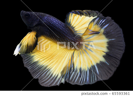 Betta Mustard Gas Halfmoon HM  Male or Plakat Fighting Fish Splendens On Black Background. 65593361