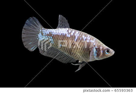Betta Blue Samurai Halfmoon Plakat HMPK Female or Plakat Fighting Fish Splendens Betta Blue Samurai Halfmoon Plakat HMPK Female or Plakat Fighting Fish Splendens 65593363