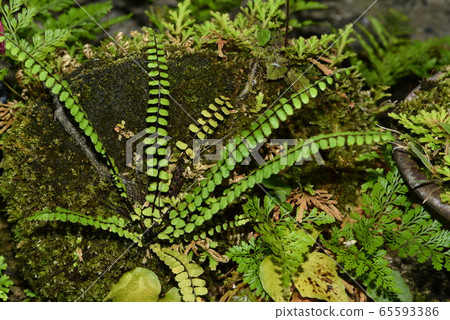 Chasen Fern 65593386