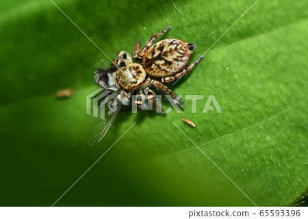 Predatory cat flies Predatory cat flies 65593396
