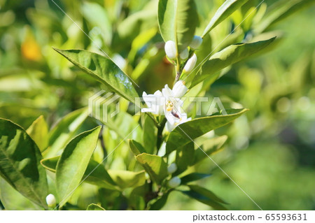 Orchid flowers Orchid flowers 65593631